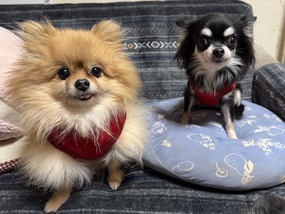 Dog Shelter | 〔2412P01〕チワワ メス 推定7歳 体重2.2kg こもれび
